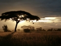 tanzaniaserengetisunrise